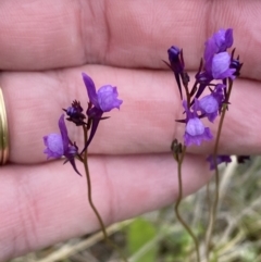 Linaria pelisseriana at Watson, ACT - 17 Oct 2022 12:17 PM