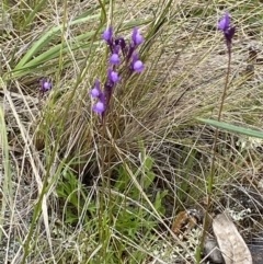 Linaria pelisseriana at Watson, ACT - 17 Oct 2022