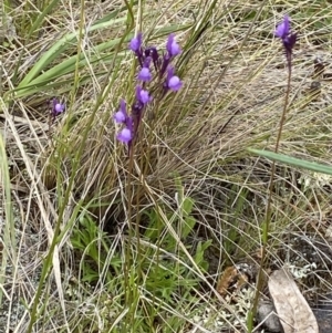 Linaria pelisseriana at Watson, ACT - 17 Oct 2022 12:17 PM