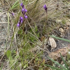 Linaria pelisseriana at Watson, ACT - 17 Oct 2022 12:17 PM