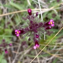 Parentucellia latifolia (Red Bartsia) at Mount Majura - 17 Oct 2022 by SteveBorkowskis