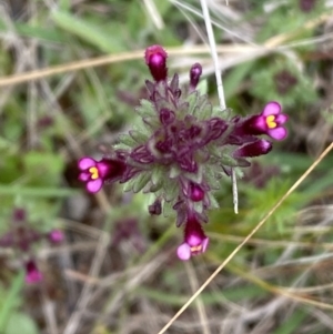 Parentucellia latifolia at Watson, ACT - 17 Oct 2022