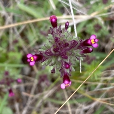 Parentucellia latifolia (Red Bartsia) at Watson, ACT - 17 Oct 2022 by SteveBorkowskis