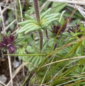 Parentucellia latifolia at Watson, ACT - 17 Oct 2022