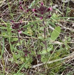 Parentucellia latifolia at Watson, ACT - 17 Oct 2022