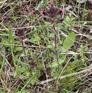 Parentucellia latifolia at Watson, ACT - 17 Oct 2022