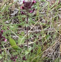 Parentucellia latifolia at Watson, ACT - 17 Oct 2022