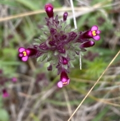 Parentucellia latifolia at Watson, ACT - 17 Oct 2022