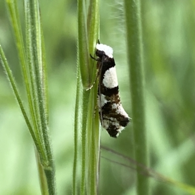 Monopis icterogastra (Wool Moth) at Mount Majura - 17 Oct 2022 by Steve_Bok