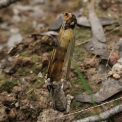 Leptotarsus (Leptotarsus) sp.(genus) (A Crane Fly) at Yass River, NSW - 16 Oct 2022 by SenexRugosus