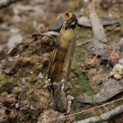 Unidentified Crane fly, midge, mosquito or gnat (several families) at Yass River, NSW - 16 Oct 2022 by SenexRugosus