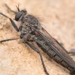 Cerdistus sp. (genus) (Yellow Slender Robber Fly) at Bruce, ACT - 16 Oct 2022 by patrickcox