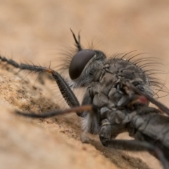 Cerdistus sp. (genus) at Bruce, ACT - 16 Oct 2022