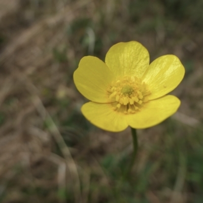 Ranunculus lappaceus (Australian Buttercup) at Rugosa - 16 Oct 2022 by SenexRugosus