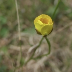 Ranunculus lappaceus at Yass River, NSW - 16 Oct 2022