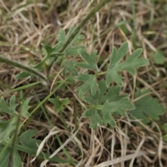 Ranunculus lappaceus at Yass River, NSW - 16 Oct 2022