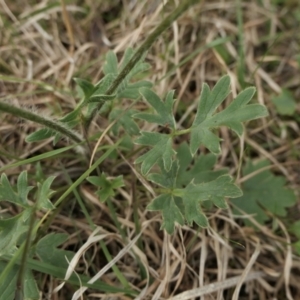 Ranunculus lappaceus at Yass River, NSW - 16 Oct 2022