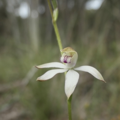 Caladenia moschata (Musky Caps) at Rugosa - 16 Oct 2022 by SenexRugosus