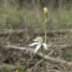 Caladenia moschata at Yass River, NSW - suppressed