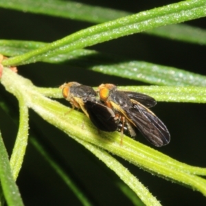 Hyalopeza schneiderae at Fyshwick, ACT - 15 Oct 2022 03:01 PM