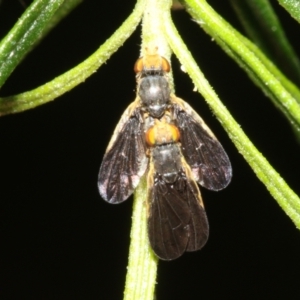 Hyalopeza schneiderae at Fyshwick, ACT - 15 Oct 2022 03:01 PM