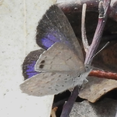 Erina hyacinthina (Varied Dusky-blue) at Tennent, ACT - 17 Oct 2022 by JohnBundock