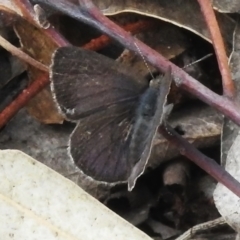 Erina hyacinthina at Tennent, ACT - 17 Oct 2022 03:25 PM