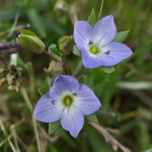 Veronica gracilis at Yass River, NSW - 16 Oct 2022 12:11 PM