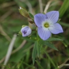 Veronica gracilis at Yass River, NSW - 16 Oct 2022 12:11 PM