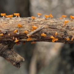 Heterotextus sp. (A yellow saprophytic jelly fungi) at Rugosa - 16 Oct 2022 by SenexRugosus