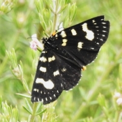 Phalaenoides tristifica (Willow-herb Day-moth) at Namadgi National Park - 17 Oct 2022 by JohnBundock