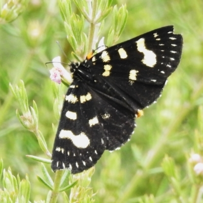 Phalaenoides tristifica (Willow-herb Day-moth) at Paddys River, ACT - 17 Oct 2022 by JohnBundock