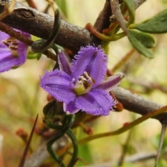 Thysanotus patersonii (Twining Fringe Lily) at Tennent, ACT - 17 Oct 2022 by JohnBundock