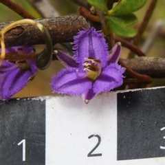 Thysanotus patersonii at Tennent, ACT - 17 Oct 2022