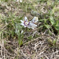 Wurmbea dioica subsp. dioica (Early Nancy) at Farrer, ACT - 2 Oct 2022 by JeanD