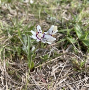 Wurmbea dioica subsp. dioica at Farrer, ACT - 3 Oct 2022