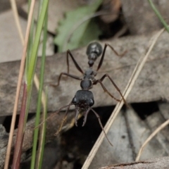 Myrmecia pyriformis (A Bull ant) at Yass River, NSW - 16 Oct 2022 by SenexRugosus