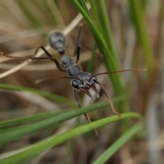 Myrmecia pyriformis at Yass River, NSW - 16 Oct 2022