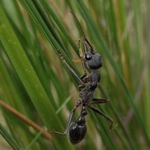 Myrmecia pyriformis at Yass River, NSW - 16 Oct 2022