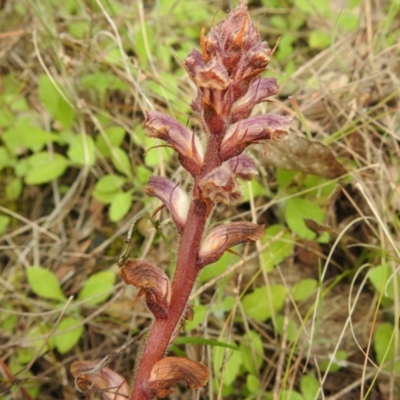 Orobanche minor (Broomrape) at Tennent, ACT - 17 Oct 2022 by JohnBundock