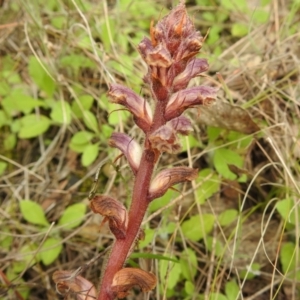 Orobanche minor at Tennent, ACT - 17 Oct 2022