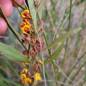 Daviesia mimosoides at Bungendore, NSW - 16 Oct 2022 06:25 PM