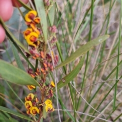 Daviesia mimosoides at Bungendore, NSW - 16 Oct 2022