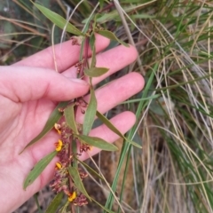 Daviesia mimosoides at Bungendore, NSW - 16 Oct 2022 06:25 PM