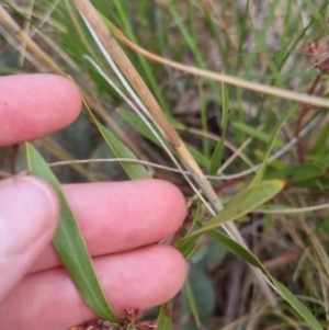 Daviesia mimosoides at Bungendore, NSW - 16 Oct 2022 06:25 PM