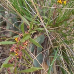 Daviesia mimosoides at Bungendore, NSW - 16 Oct 2022 06:25 PM