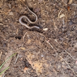 Hemiergis talbingoensis at Bungendore, NSW - 16 Oct 2022 10:45 AM