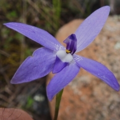 Glossodia major (Wax Lip Orchid) at Tennent, ACT - 17 Oct 2022 by JohnBundock