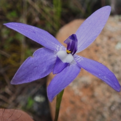 Glossodia major (Wax Lip Orchid) at Tennent, ACT - 17 Oct 2022 by JohnBundock