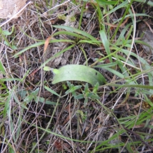 Glossodia major at Tennent, ACT - 17 Oct 2022